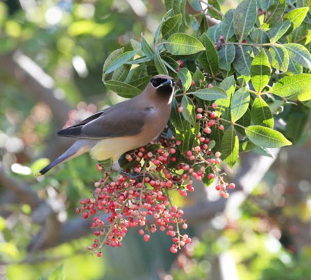Wax wing enjoying a meal of pepper tree berries. Photo Martin Pierce Hardware Los Angeles CA 90016