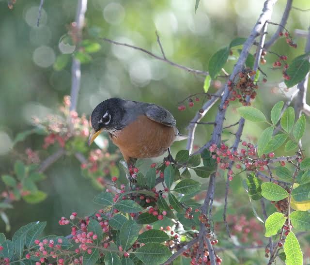 American Robin on pepper tree. Photo by Martin Pierce Los Angeles CA 90016