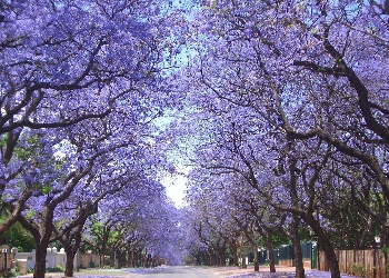 Jacaranda trees in bloom in Los Angeles photo via