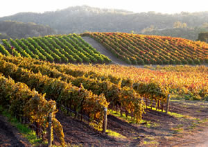 Tablas Creek Winery