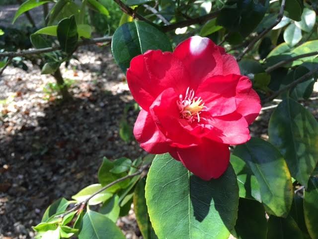 Beautiful camellias at Descanso Gardens Photo by Martin Pierce Hardware Los Angeles CA 90016