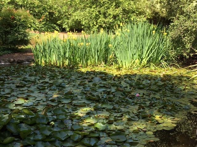 Descanso Gardens photo by Martin Pierce Hardware Los Angeles Ca 90016
