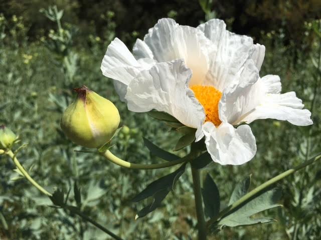 Fried egg or Mantilija poppy at Descanso Gardens Photo by Martin Pierce Hardware Los Angeles Ca 90016