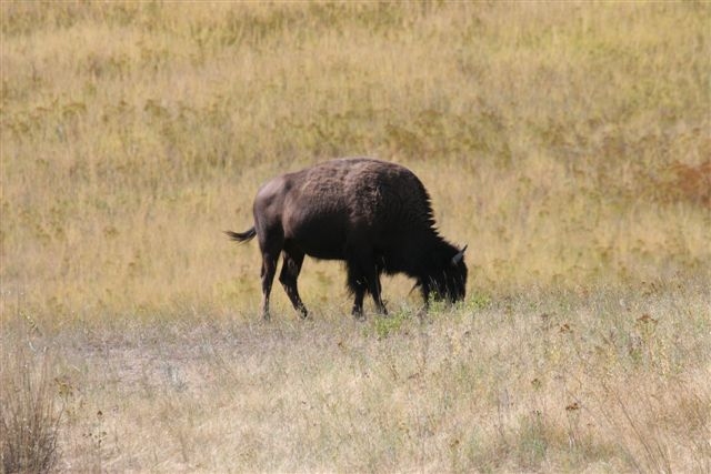 Bison National Range by Martin Pierce Hardware Los Angeles Ca 90016