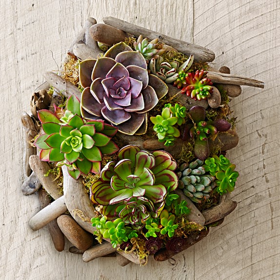 Succulent wall garden from Williams-sonoma