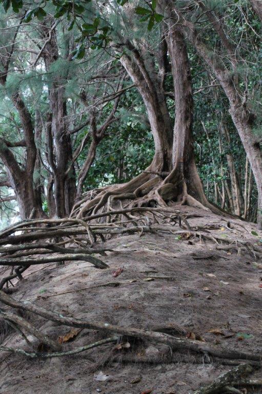 Banyan tree roots inspiration for Hedgerow Pull mounting point