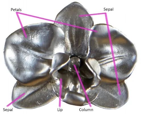 Orchid anatomy.jpg