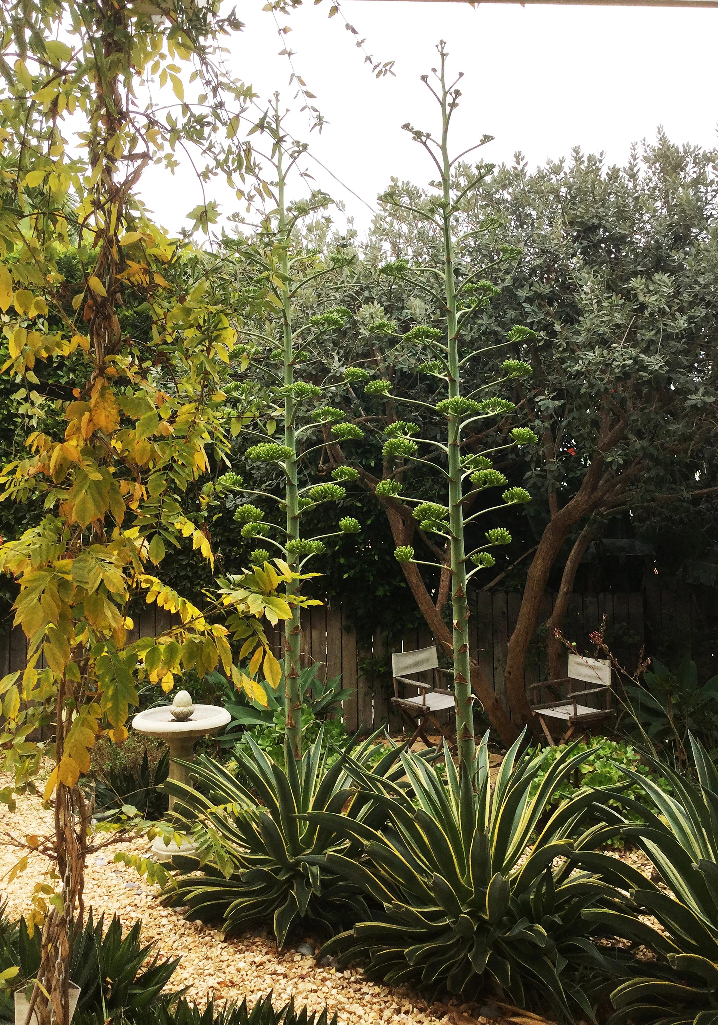 Desmettia Giants in a drought tolerant garden