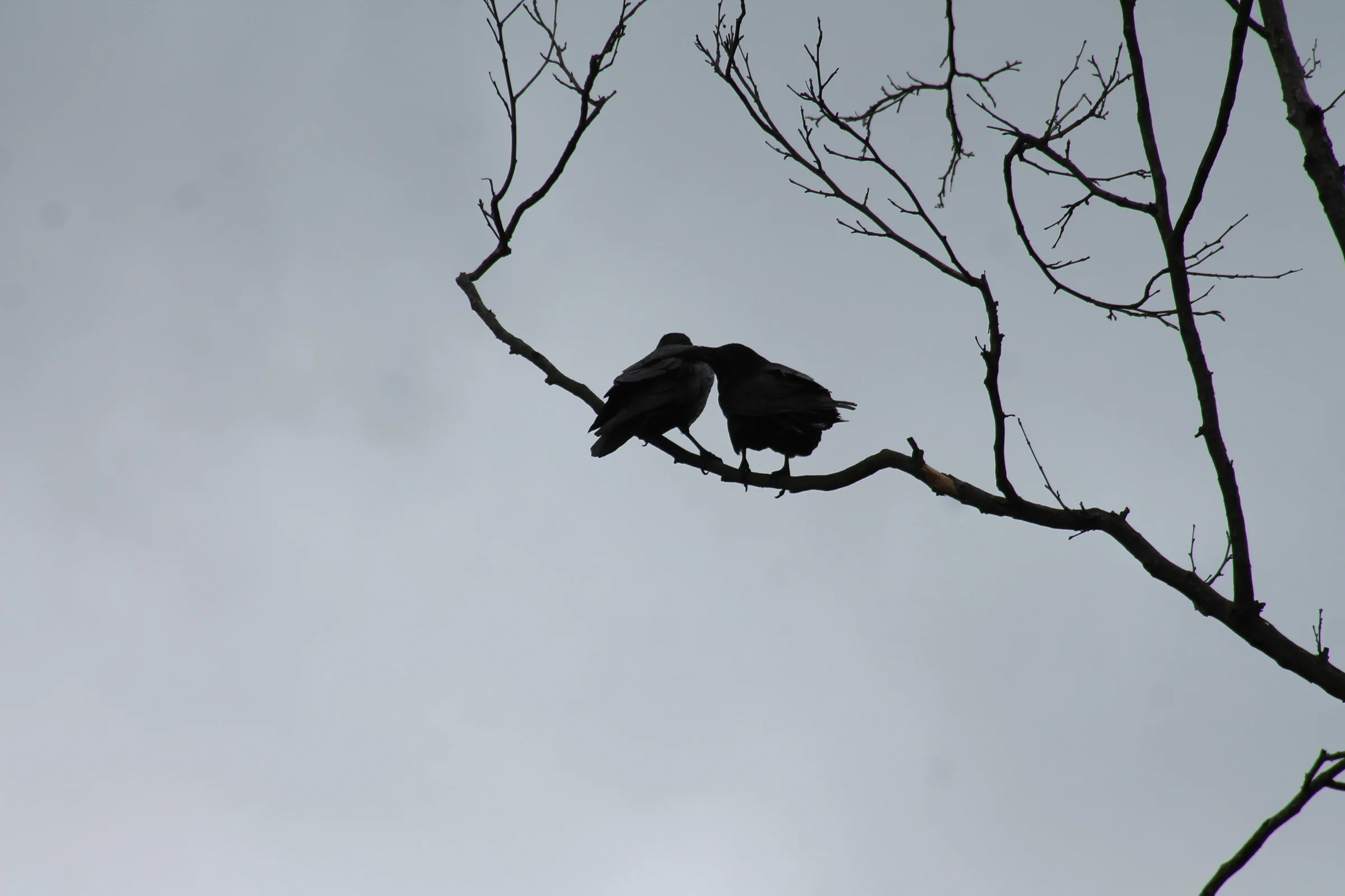 ravens preening.jpg