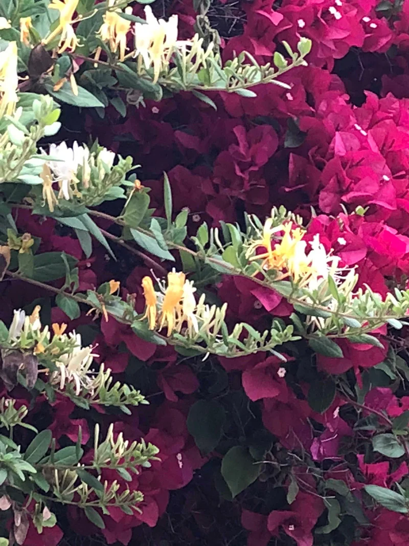 Colorful Cabinet Knobs And Pulls Martin Pierce