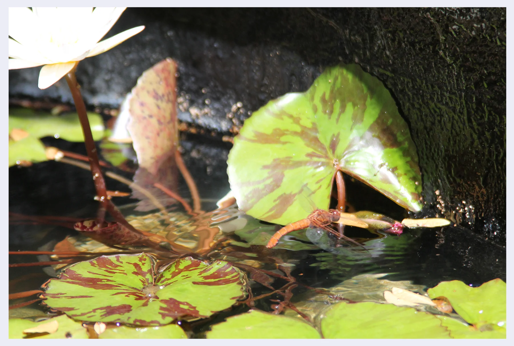 Dragonfly selecting location in pond before laying her eggs.jpg