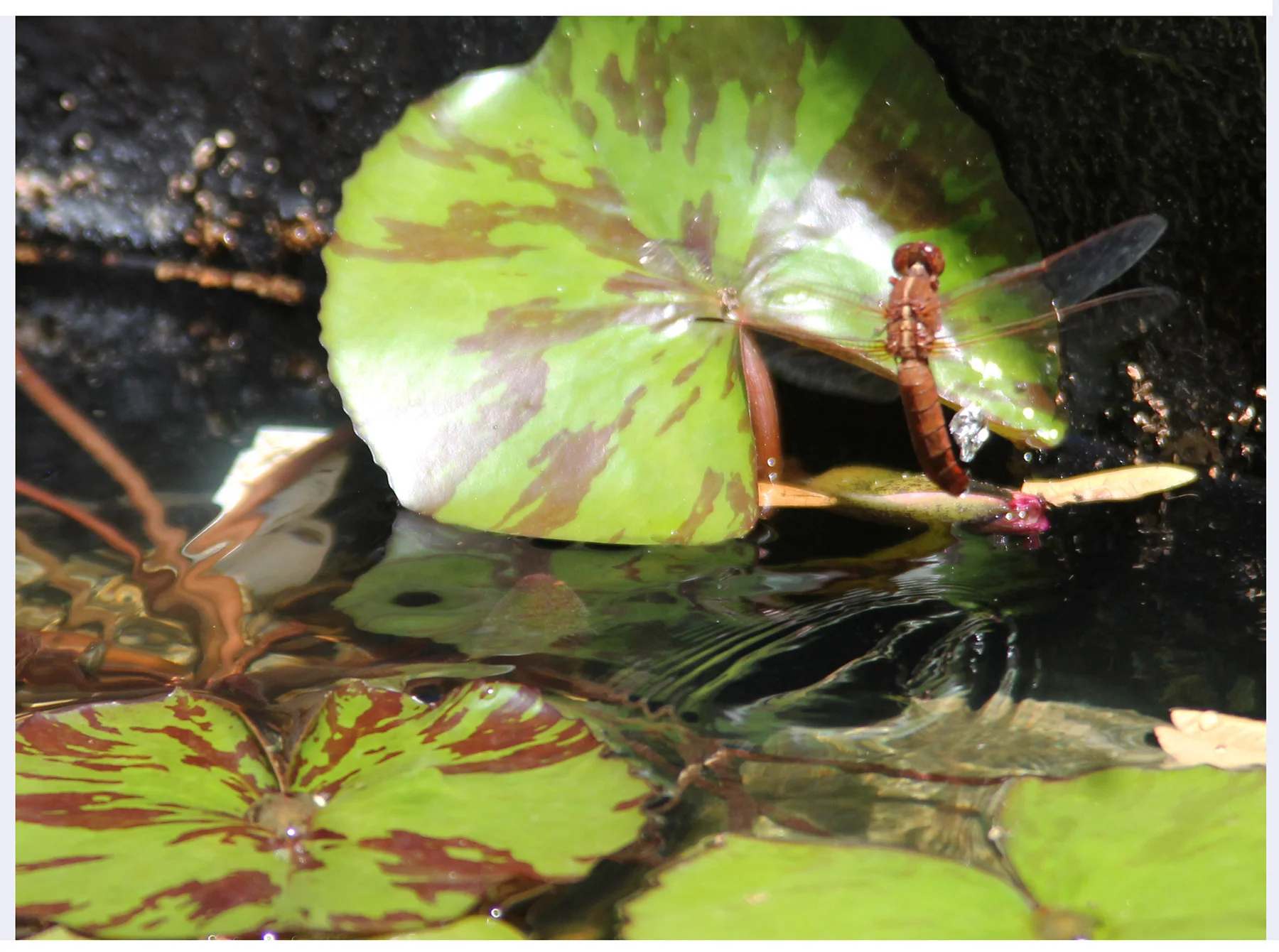 Female laying eggs with ovipositor.jpg