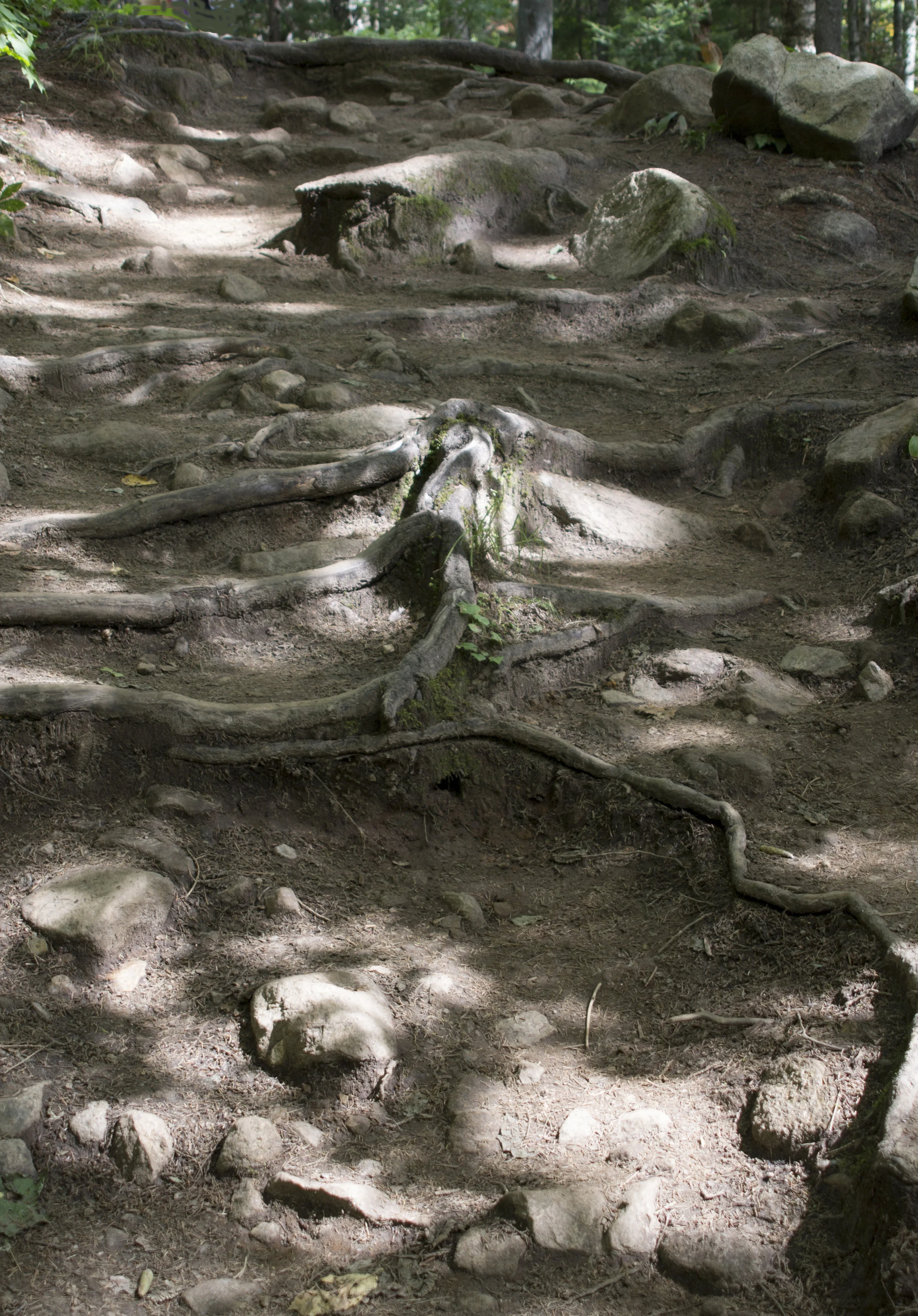 aspen tree roots quebec Jacques Cartier Park.jpg