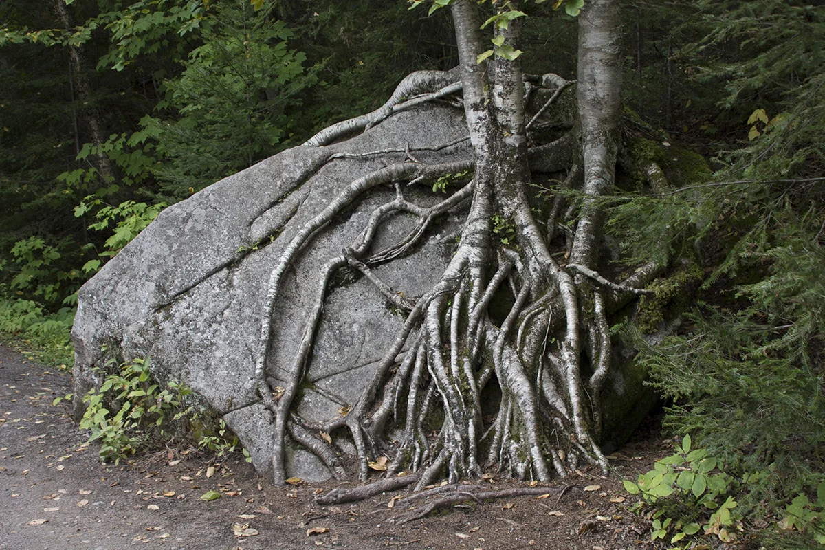 Irrepressible nature and it's formidable roots