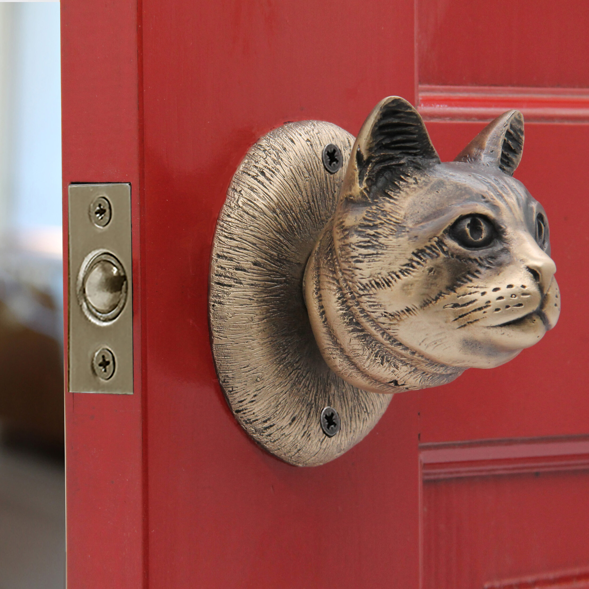 common cat fixed.jpg