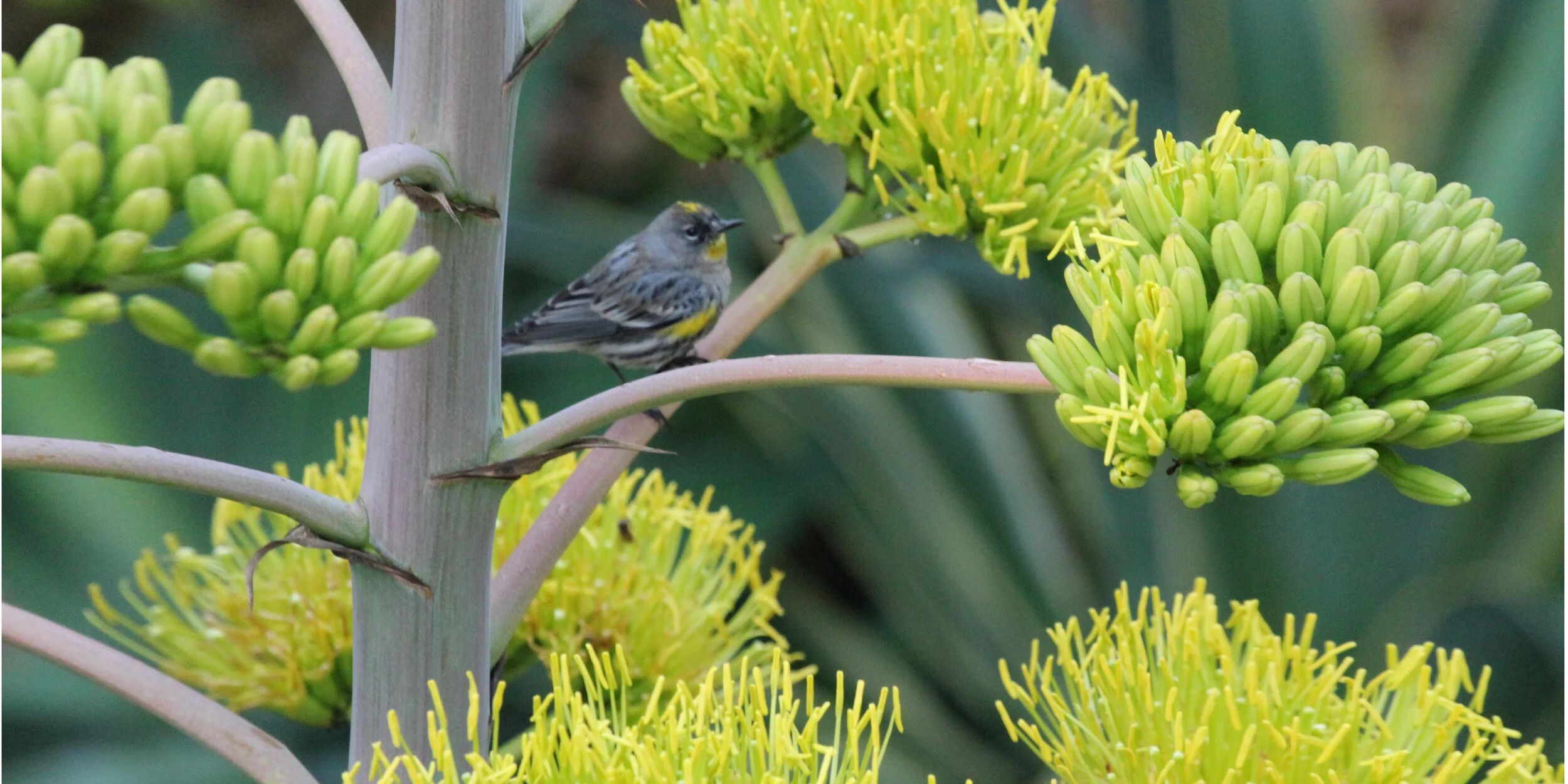 Greywater the Experts Way