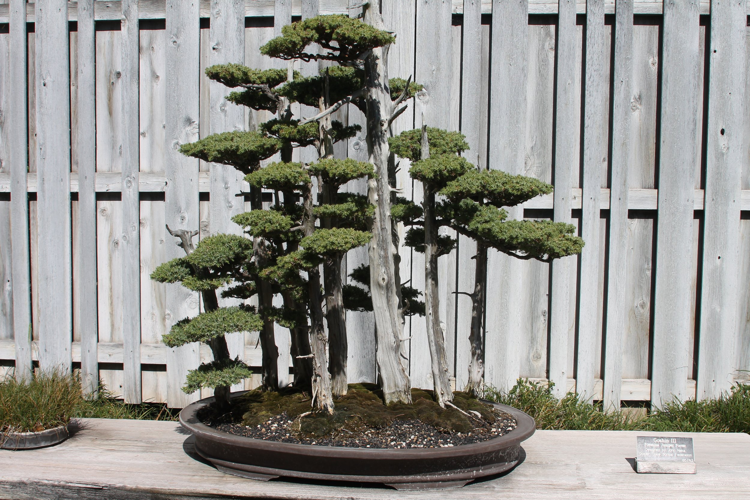 Bonsai and other small trees in nature and art 