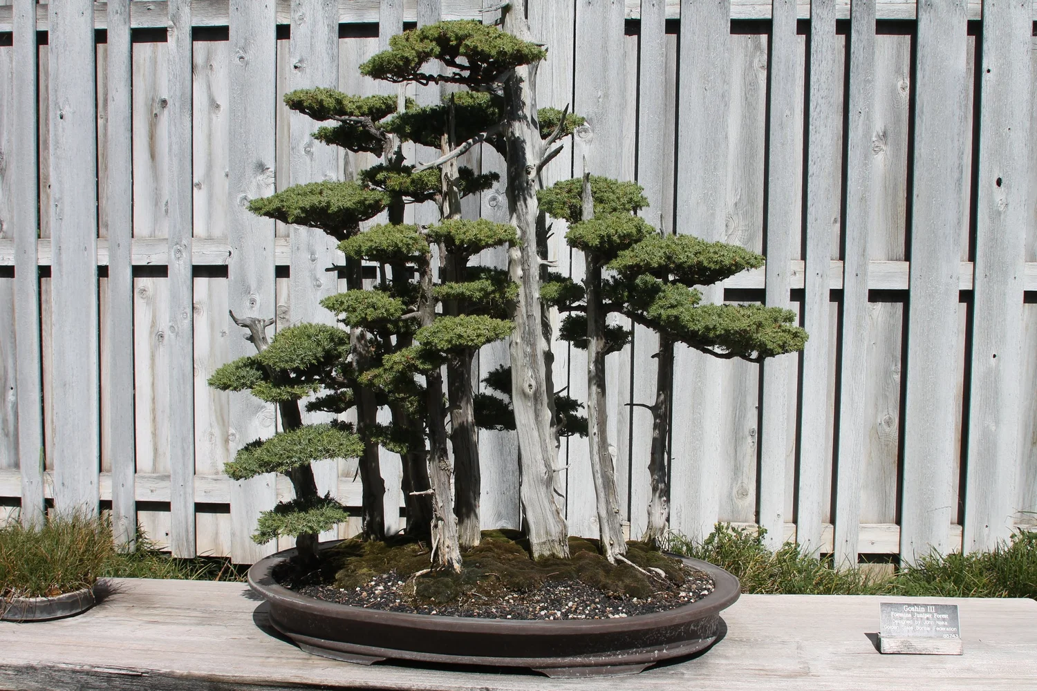 bambus wulung Dunkles Bambusrohr Wulung – Bambus für Garten & Sichtschutz – Bambusbasis