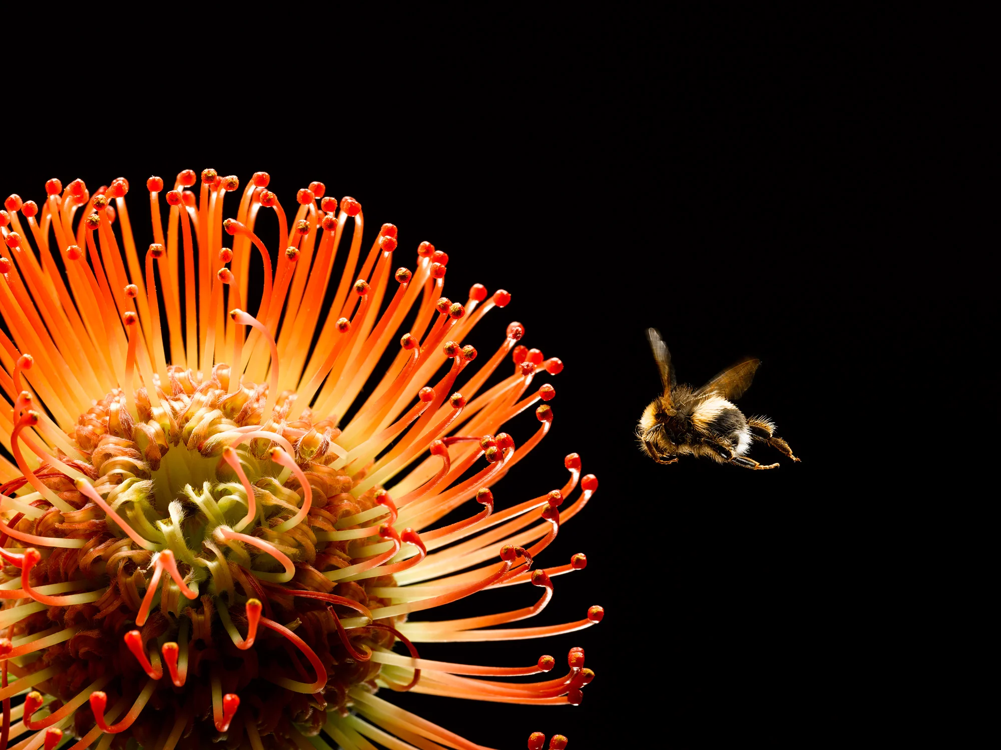 Bee-Flying-to-Orange-Pin-Cushion-Protea_forweb.jpg