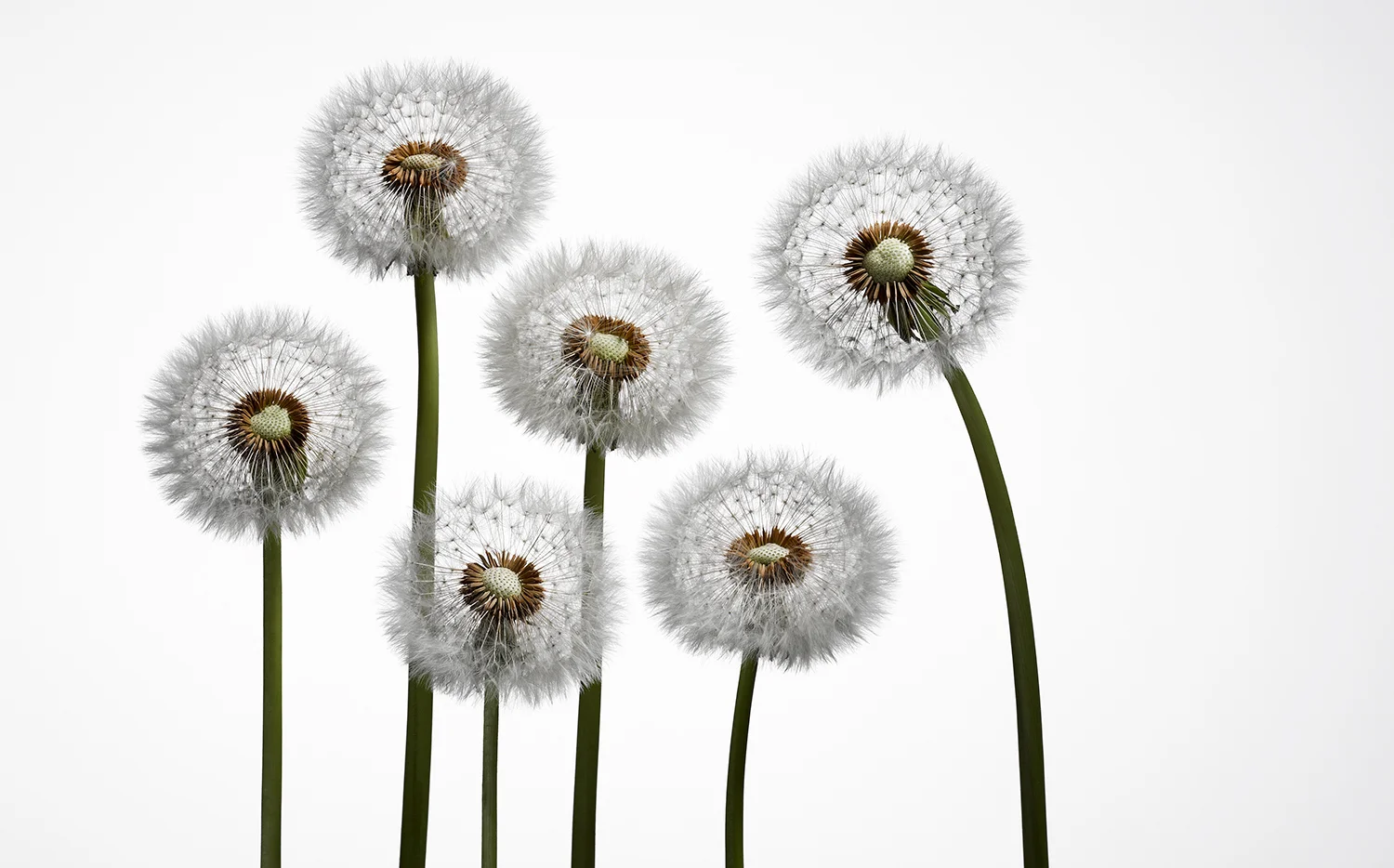 dandelion-10---six-heads,-one-bent,-on-neutral-background_cropped-for-web_72dpi_FW.jpg