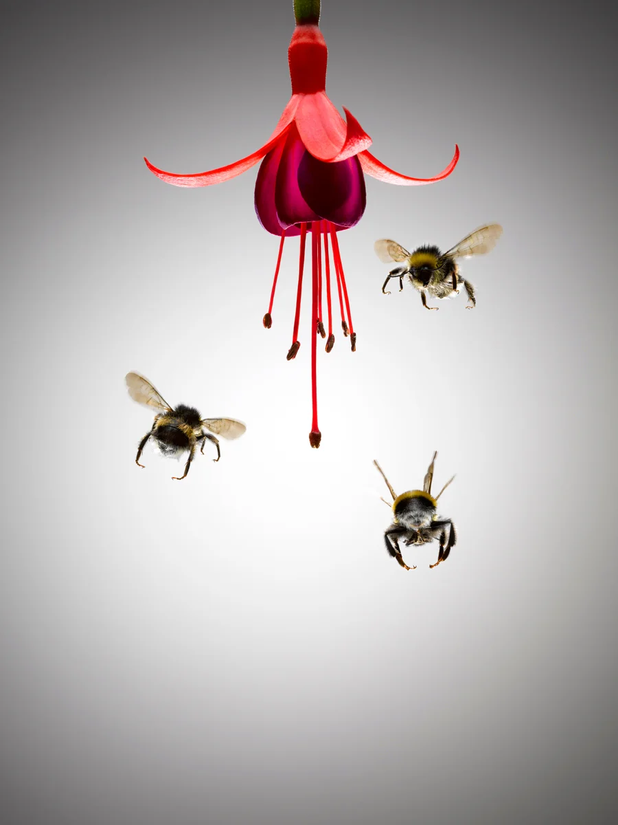 3-Bees-Flying-around-Fuchsia_72dpi_FW.jpg