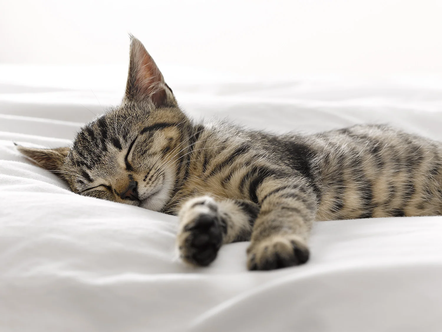 009-Kitten-3_sleeping_72dpi_FW.jpg
