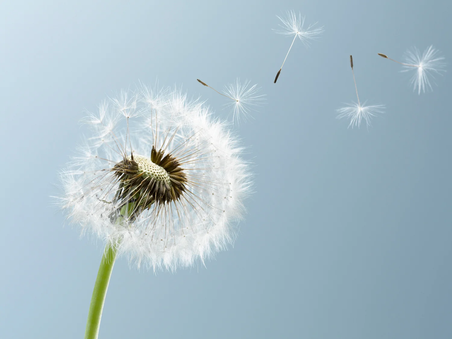 1-Dandelion---Profile-blowing---blue_72dpi_FW.jpg