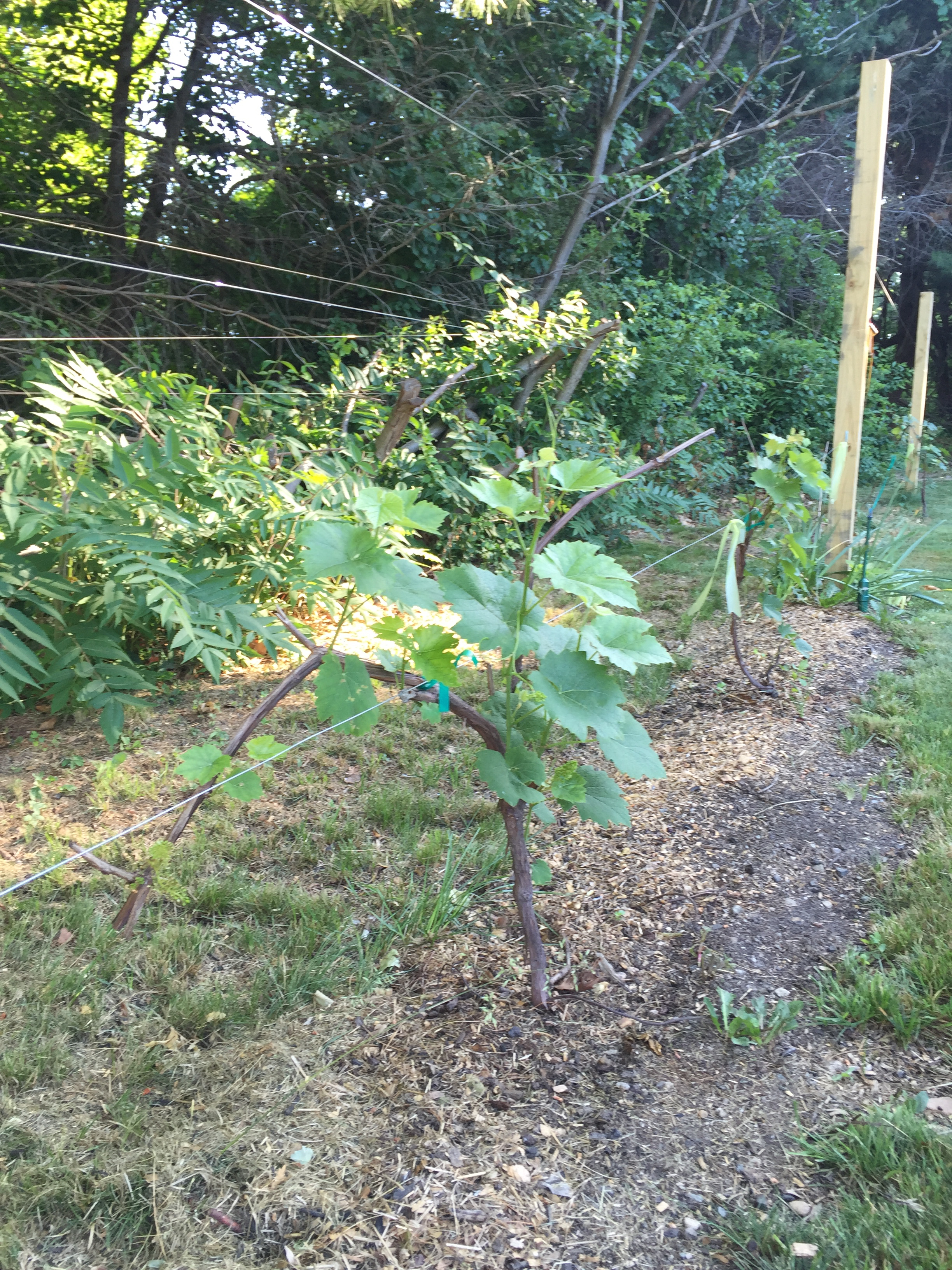 Grape Vineyard