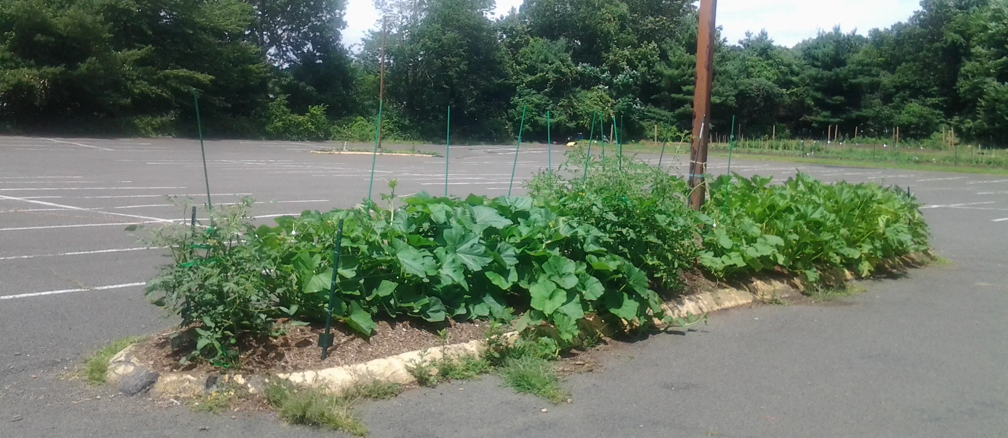 Variety of Vegetables in the Traffic Islands of the Parking Lot