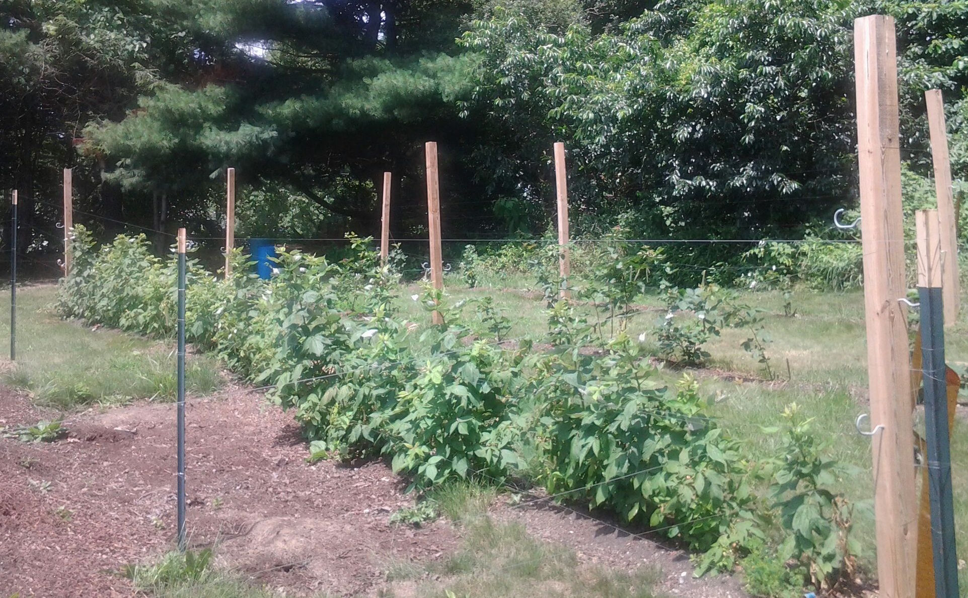 Raspberry/Blackberry Patch
