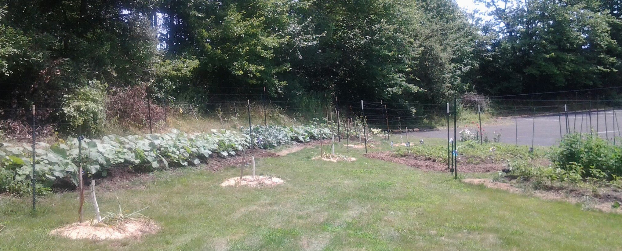 Winter Squash
