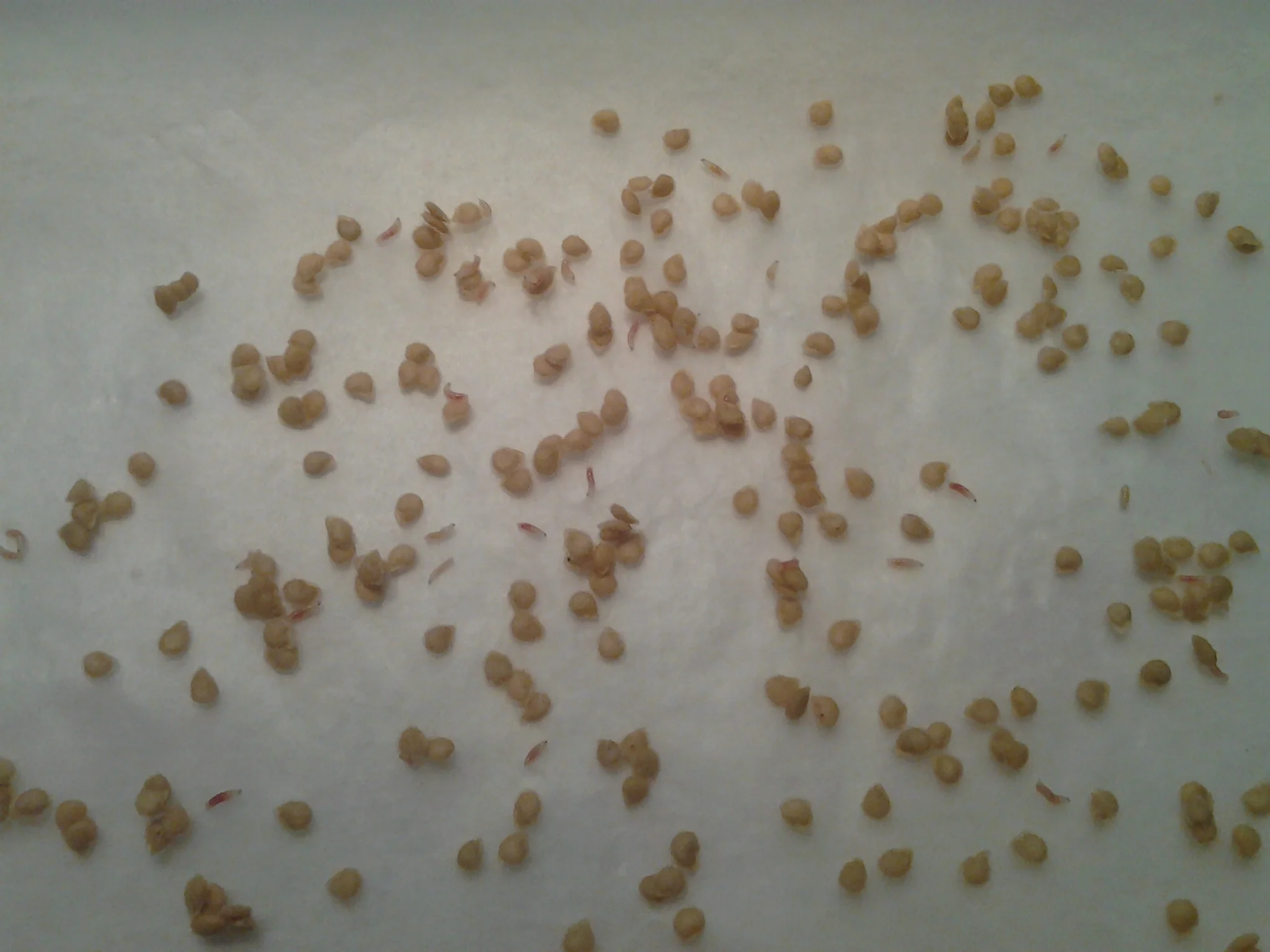 8. Close up of individual seeds after drying.