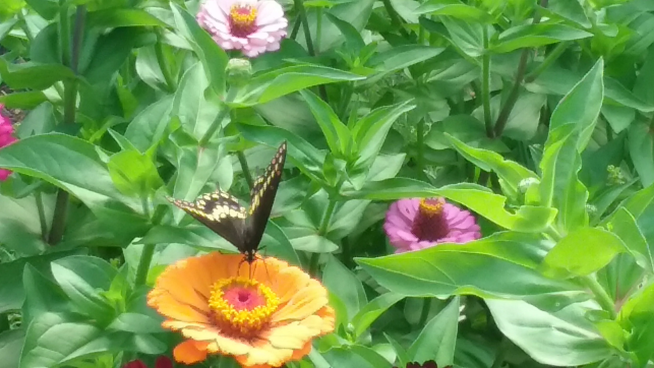 Flowers from our Gateway Garden