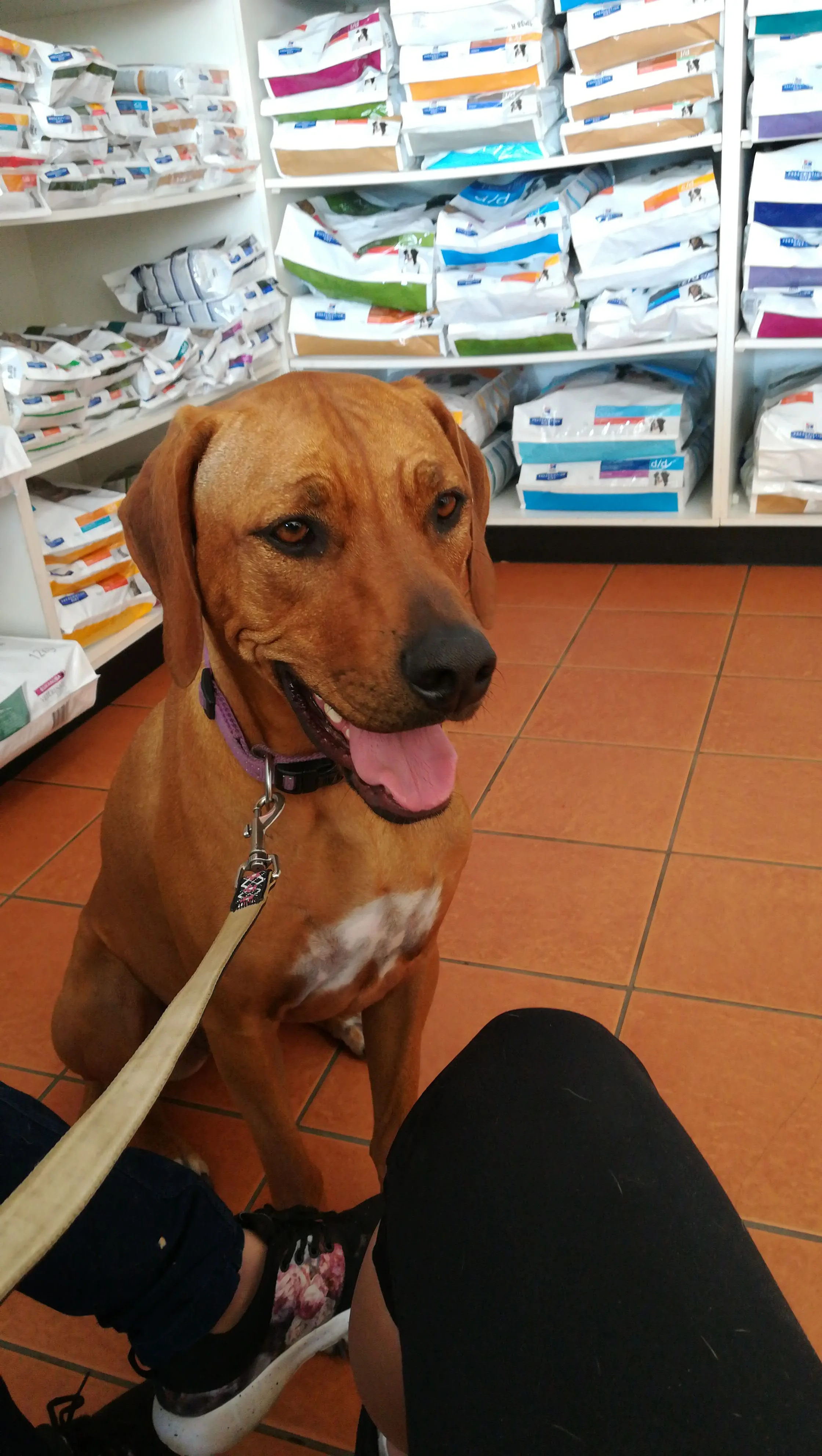 Norie enjoyed an overnight stay with us after her check-up with the Vet. All before jet setting all the way to Washington DC