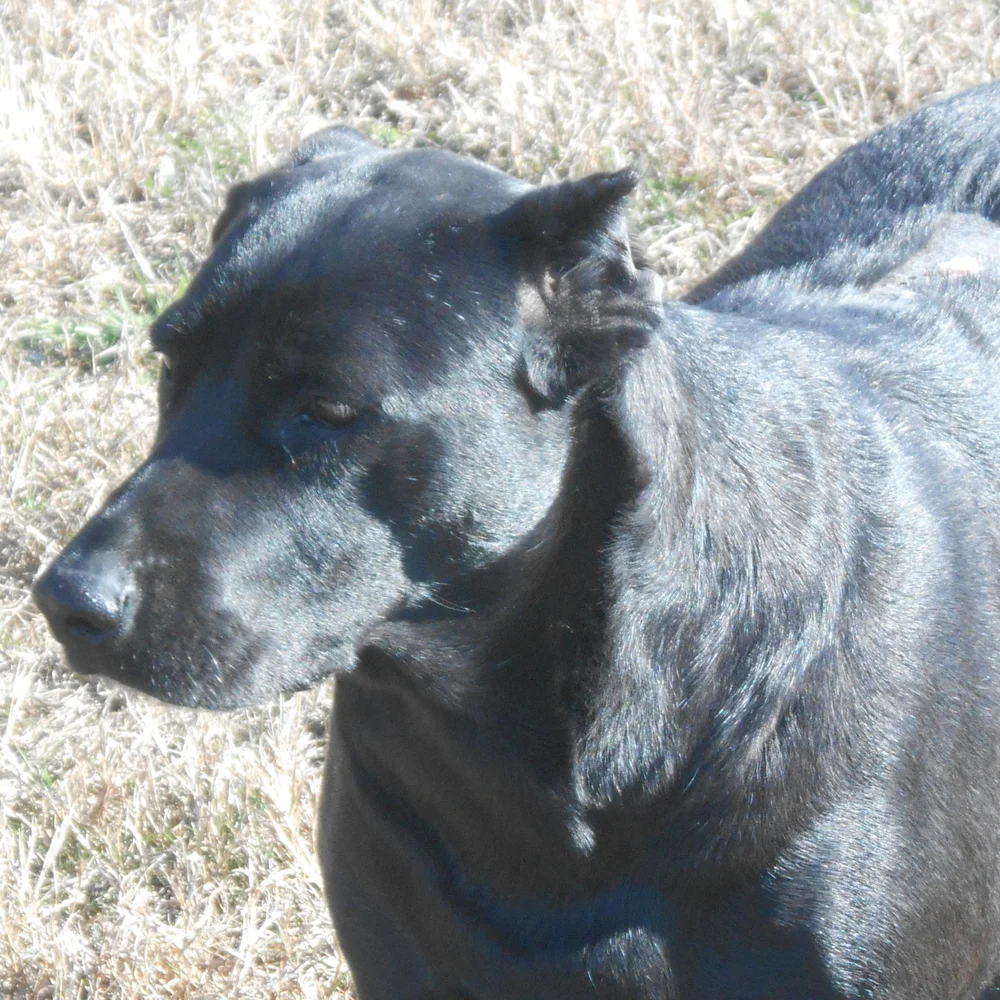 Jackson Area Animal Shelters Vip Jackson Magazine