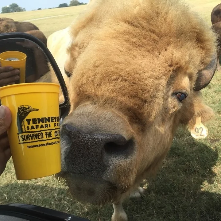 VIProfile: Tennessee Safari Park