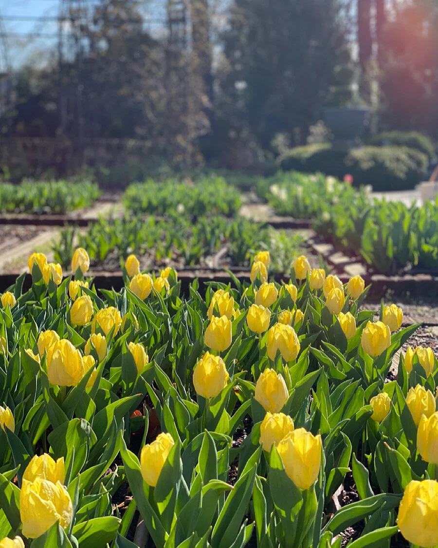 The Art of Living: Dixon Blooms