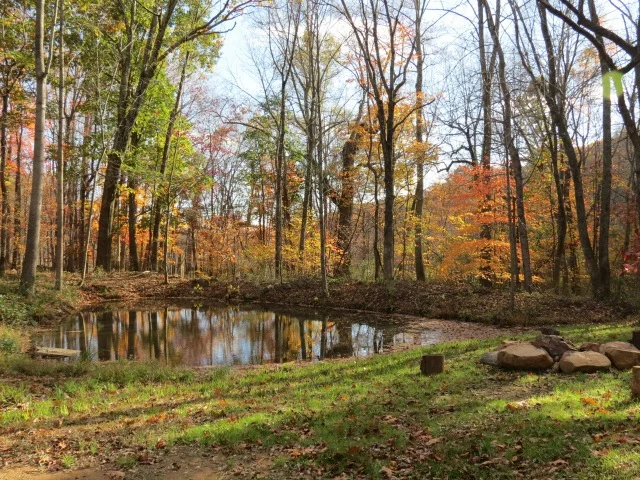 Pond in autumn
