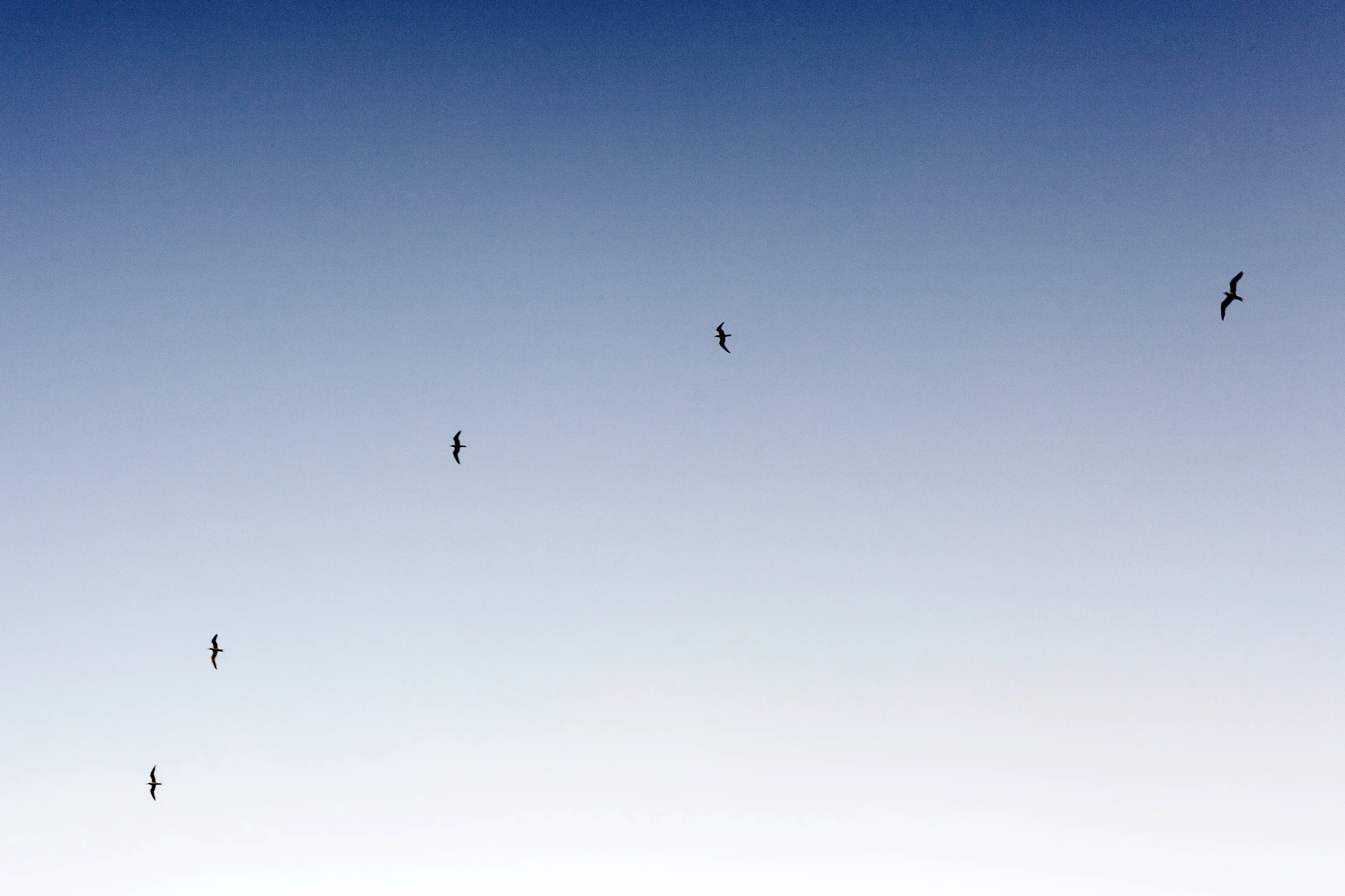 Bird is sky.jpg