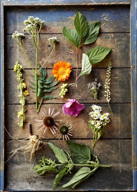 botanical-2