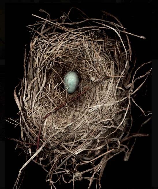 nest