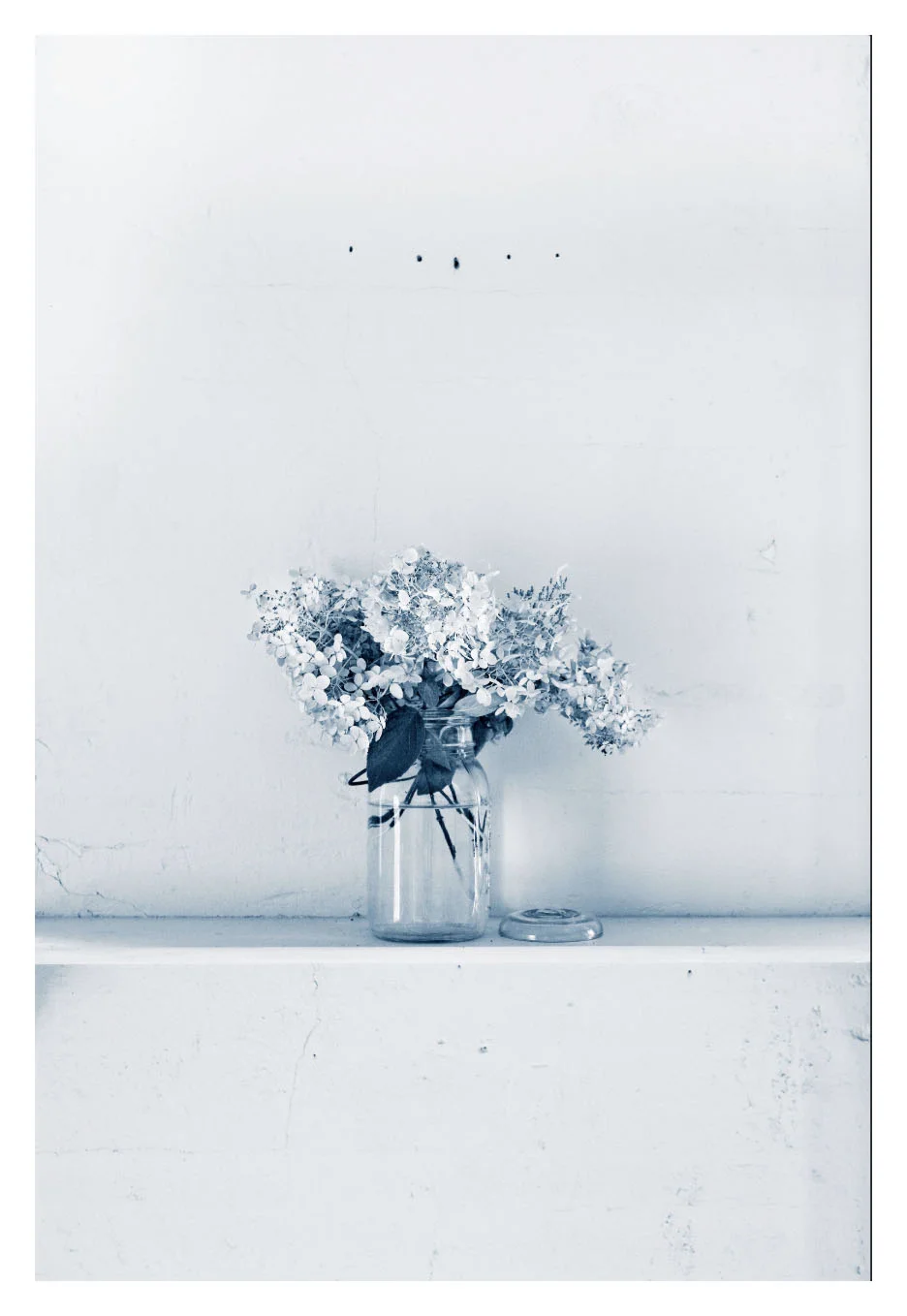 scushnerBlue hydrangea.jpg