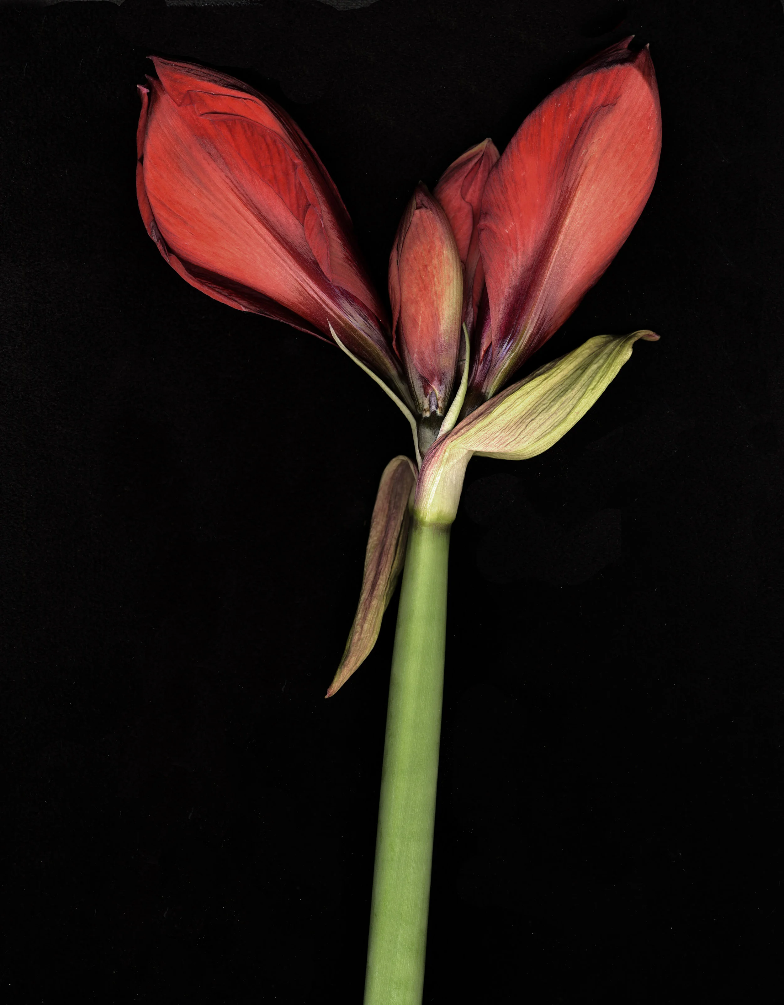 02RED AMARYULLUS.jpg