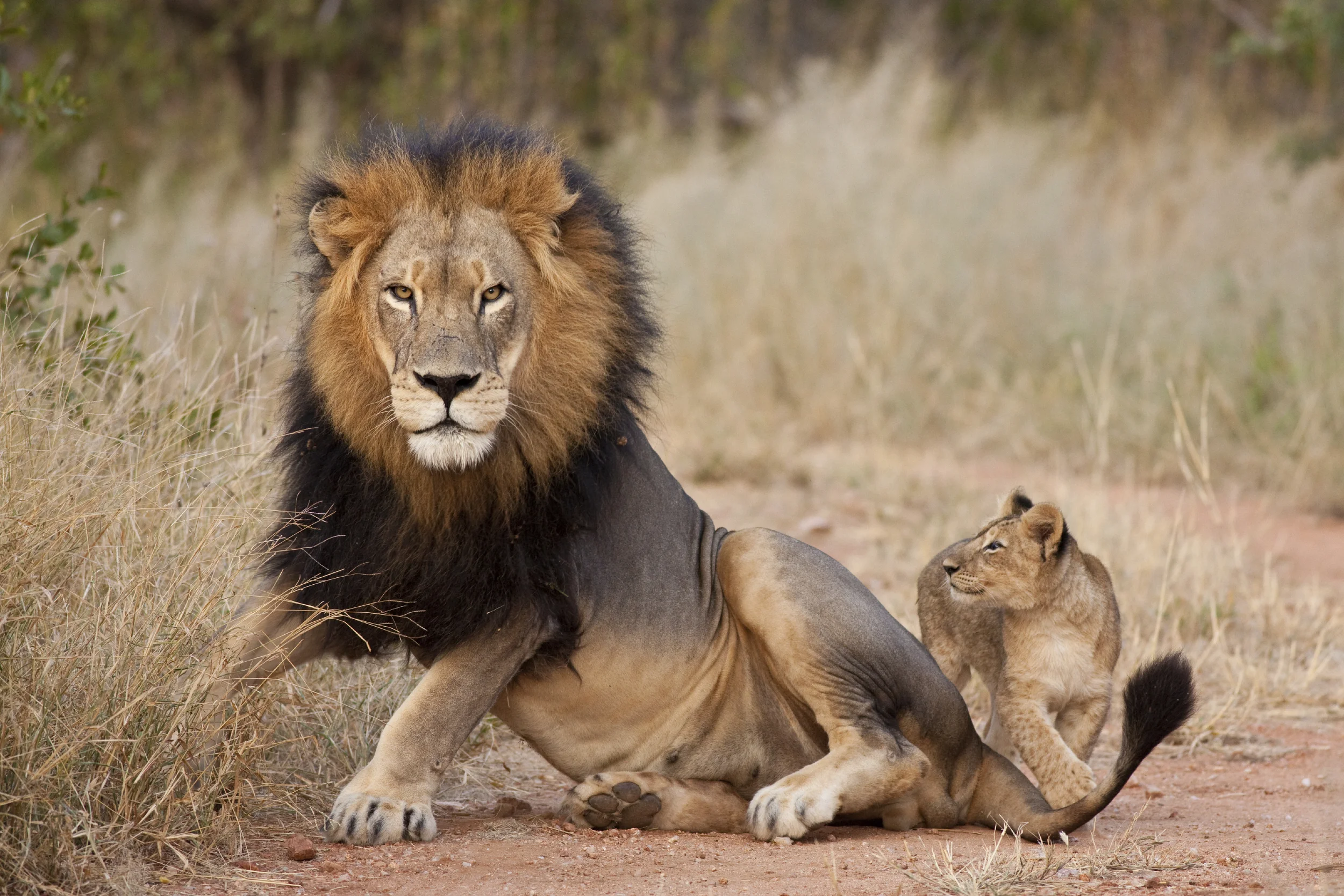 Dumb Runner Poster #1