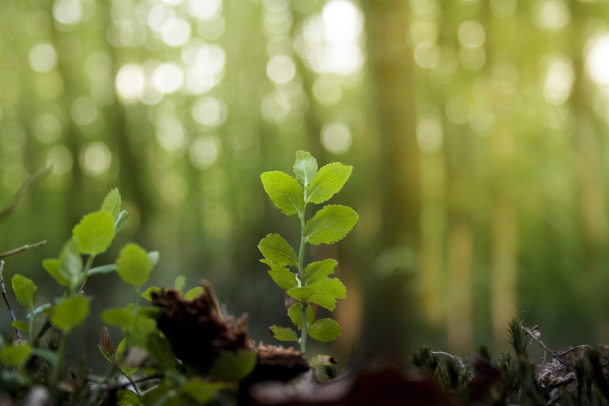 iStockphoto.com