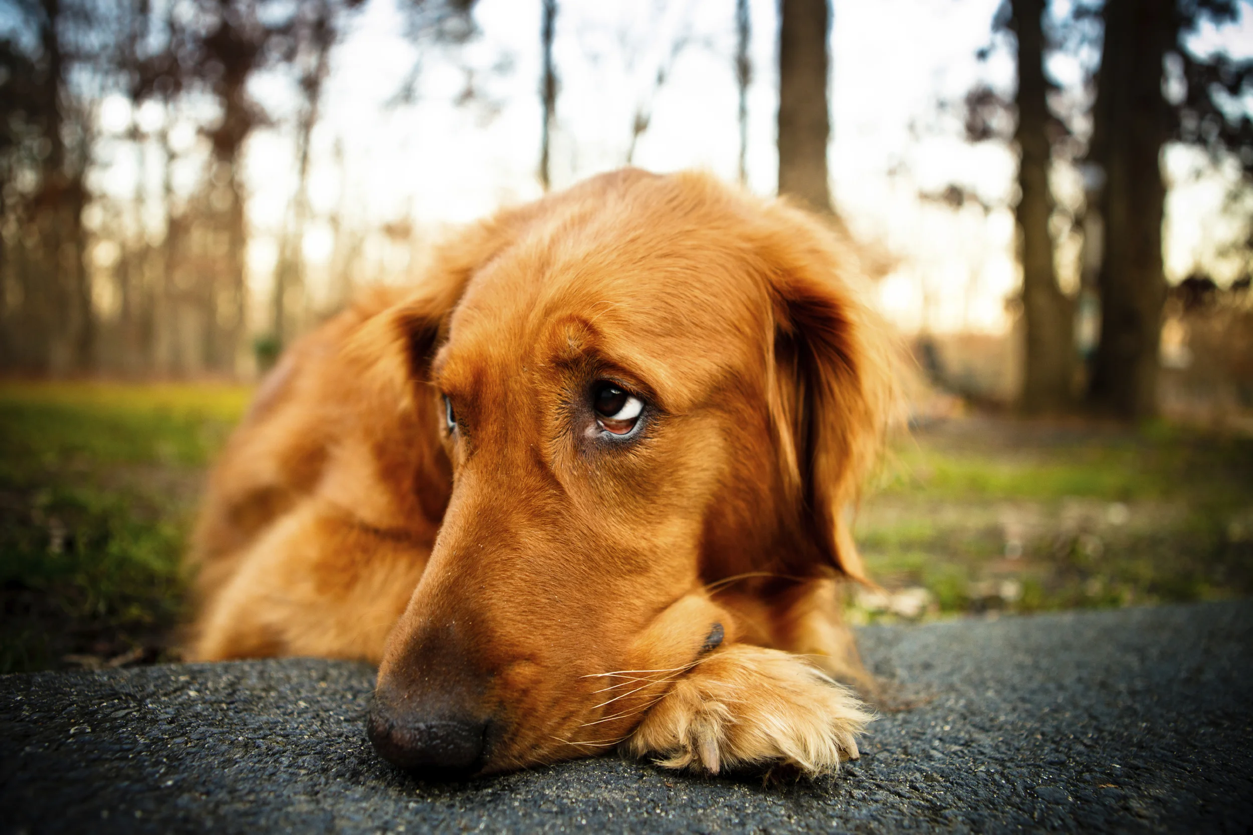 My Dog Gets Bored on Runs; How Can I Keep Her Interested?