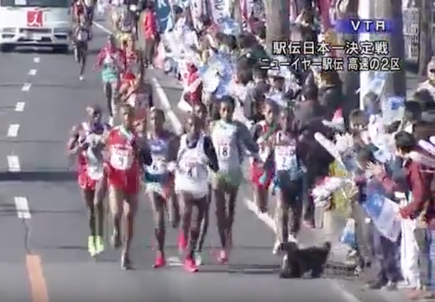 Watch a Kenyan Trip Over a Dog in Japan