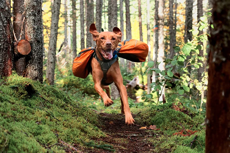 New Program Trains Dogs to Deliver Music to Stranded Runners