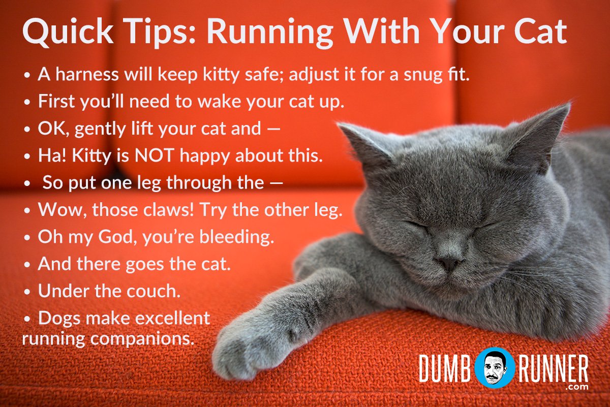 Quick_Tips_cat.jpg