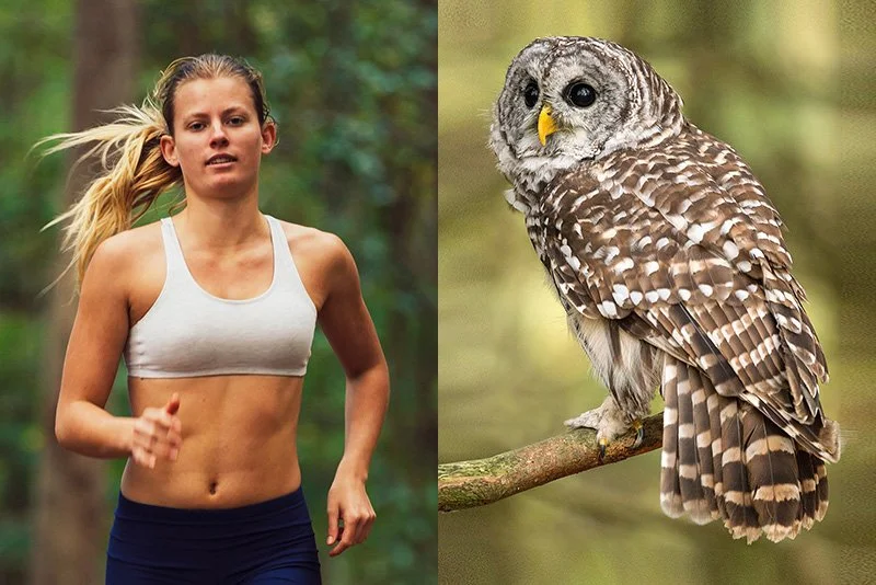 Local Owl Really Beating Self Up for Thinking Ponytail Was Some Sort of Prey